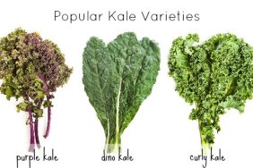 three popular varieties of kale