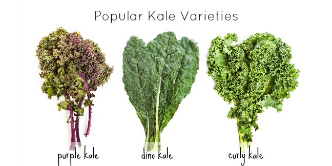 three popular varieties of kale