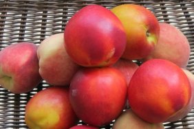 Find out how easy it is to make your own baby food from peaches and nectarines!