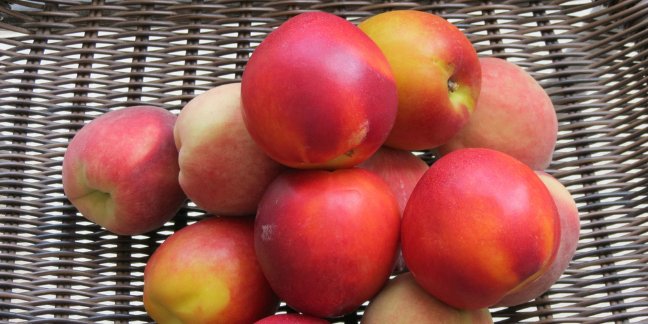 Find out how easy it is to make your own baby food from peaches and nectarines!