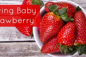 Fresh strawberries might be allergenic for baby, find out how to safely give baby strawberry