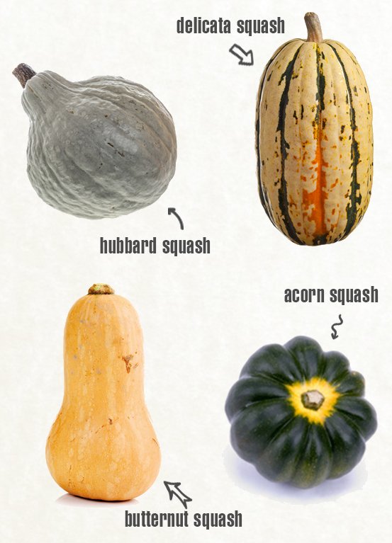 Squash Baby Food Recipes, Make Homemade Squash for Baby Food