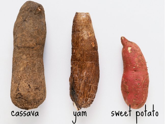 yam-vs-sweet-potato